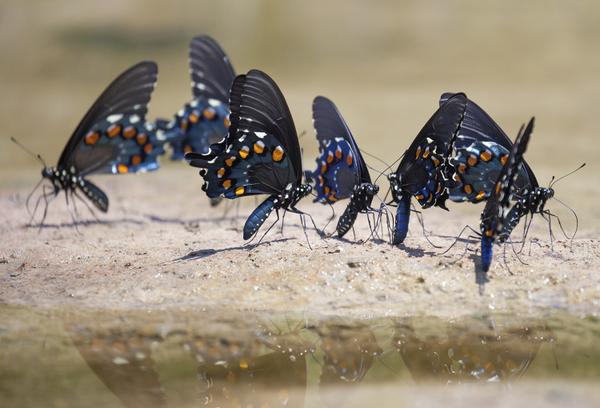 Figure 10. Pipevine Swallowtails gather at “puddling" 